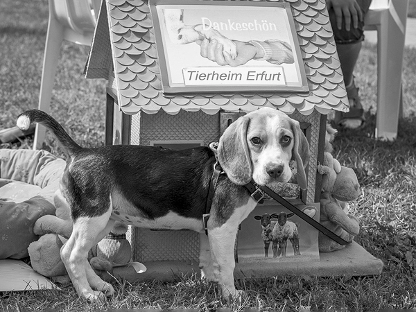 Ein kleiner Beagle Welpe schaut neugierig vor einem Spendenhäuschen des Tierheims Erfurt – eine herzergreifende Aufnahme aus meiner Tierschutz-Tierfotografie.